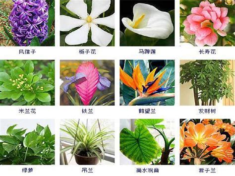 室内植物名称|室内植物大全附图